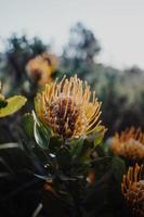 Proteas sud-africains en coussinet photo