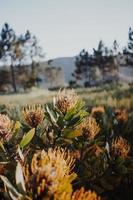 Proteas sud-africains en coussinet photo