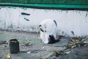 vieux chat sans abri photo