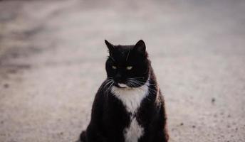 grand chat noir dans la rue photo