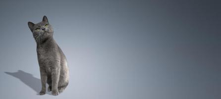 bannière avec portrait d'un mignon chat domestique, femelle de race bleu russe gris aux yeux verdâtres regardant et rêvant, avec ombre, gros plan, sur fond dégradé gris bleu avec espace de copie. photo