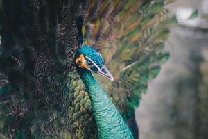 gros plan d'un beau paon aux plumes étalées. photo