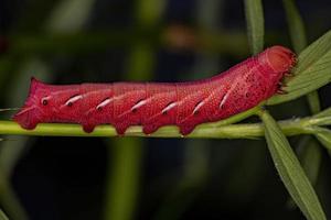 chenille du papillon sphinx bagué photo