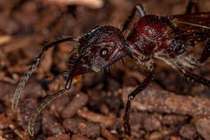 Reine des fourmis balle adulte photo