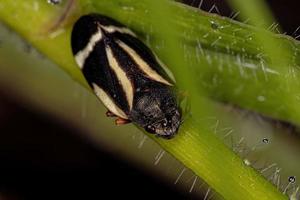 grenouille noire adulte photo