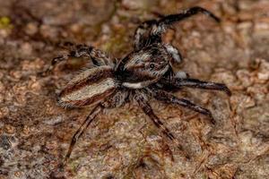 Araignée sauteuse mur gris mâle adulte photo