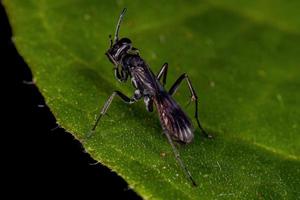 guêpe araignée adulte photo