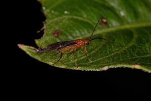 guêpe braconide adulte photo