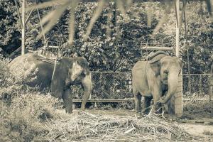 éléphants d'asie pour l'équitation du parc de la forêt tropicale tropicale de koh samui en thaïlande. photo