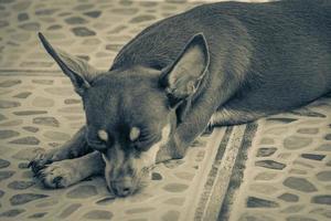 portrait de chien russe toy terrier tout en étant fatigué et dort au mexique. photo