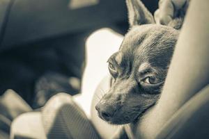 chien russe toy terrier tout en étant fatigué dort en voiture au mexique. photo