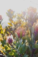 Protea en coussinet sur le buisson photo