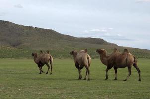 trois chameaux bactriens sauvages, camelus ferus, marchant librement dans la campagne mongole. zone rurale près de kharakhorum, mongolie photo