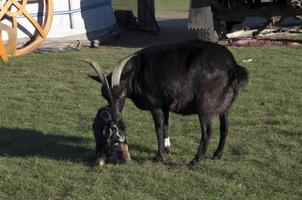 chèvre adulte noire prenant soin de sa chèvre nouveau-née. restes de sang sur son dos. zone rurale près de kharakhorum, mongolie. photo