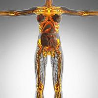 science anatomie du corps humain en rayons x avec des os de squelette lumineux photo