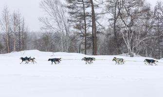 le traîneau à chiens s'exécutant sur un paysage d'hiver photo