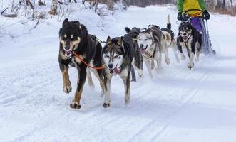 Musher se cachant derrière un traîneau à une course de chiens de traîneau sur la neige en hiver photo