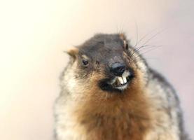 portrait de marmotte alpine, isolée. photo