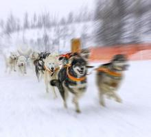 le musher se cachant derrière le traîneau à la course de chiens de traîneau sur la neige en hiver photo
