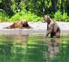 ours braun kamtchatka sur le grand lac photo