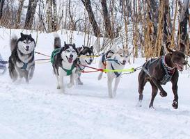 course de chiens de traîneau sur la neige en hiver photo