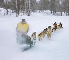 le musher se cachant derrière le traîneau à la course de chiens de traîneau sur la neige en hiver photo