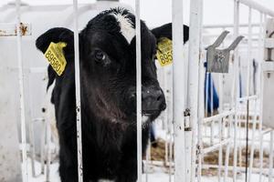 petit veau sur une ferme laitière photo