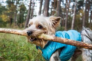 chien porte un bâton photo