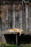 chat brun dormant sur un banc de fond photo