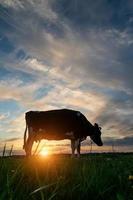 une vache broute dans un pré aux rayons du soleil couchant photo