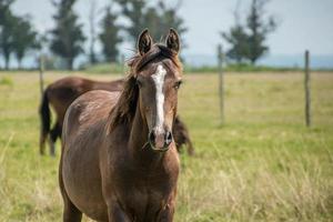 chevaux dans une ferme photo