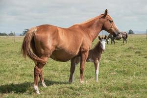 chevaux dans une ferme photo