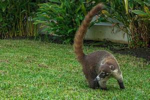 animal mignon dans le jardin photo