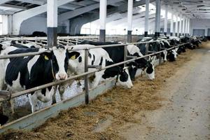 salle de traite des vaches sur une ferme laitière photo