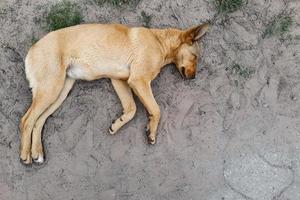 chien brun dormant sur le sol vue de dessus photo