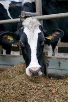 tête de vache en gros plan dans un enclos sur une ferme laitière photo