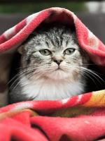 chaton enveloppé dans une couverture contre le froid photo