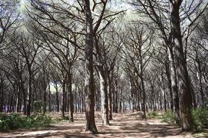 thème forêt de pins photo