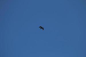 bel aigle ou faucon volant dans un ciel bleu clair avec des nuages en été photo