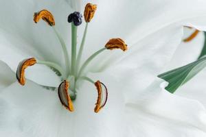 pistils de lys blanc gros plan photo