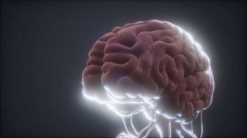 modèle animé du cerveau humain photo