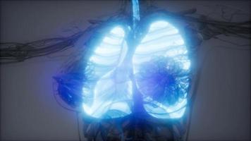 examen radiologique des poumons humains photo