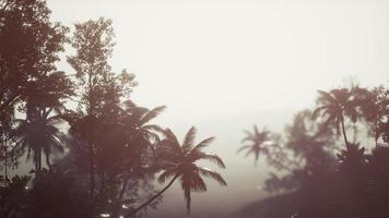 forêt tropicale de palmiers dans le brouillard photo