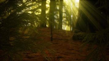 luciole dans la forêt brumeuse avec brouillard photo