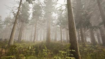 rayons de soleil dans la forêt naturelle d'épinettes photo