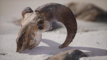 crâne avec des cornes de bélier sur la plage photo