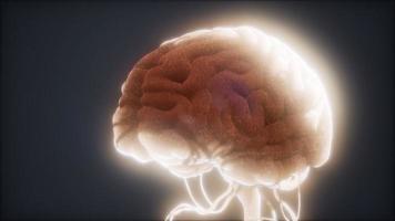 modèle animé du cerveau humain photo