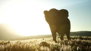 vieil éléphant africain marchant dans la savane contre le coucher du soleil photo