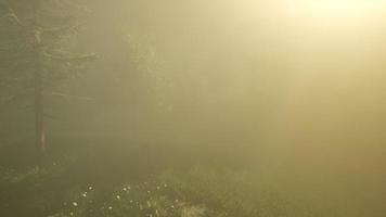 forêt magique avec des étincelles photo