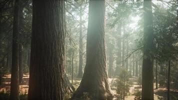 lever du soleil dans les séquoias, general grant grove, sequoia national park photo